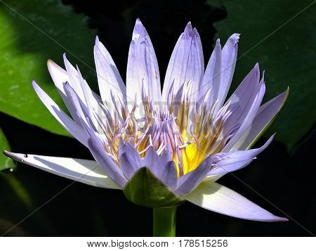 Lotus beauty in nature at thailand temple in Bangkok