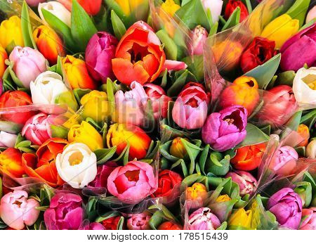 Bunch Of Multicolored Tulips
