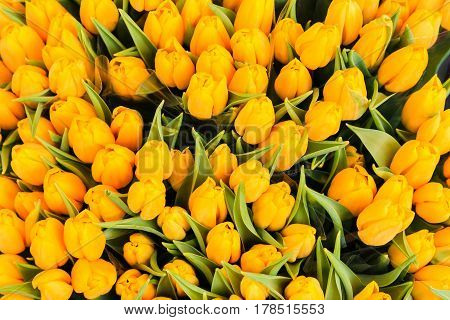 Bunch Of Yellow Tulips