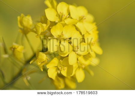 Macro texture of Yellow blooming Canola or Rapeseed flowers