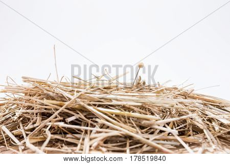 A needle is in the haystack. Proverb for challenge and search