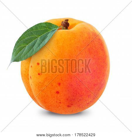 One apricot isolated on a white background