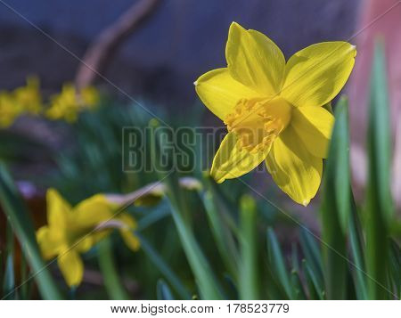 The bright vivid yellow daffodils flowers blooming