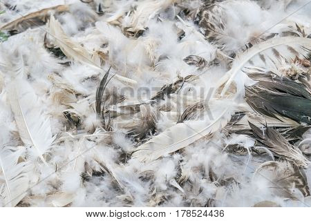 Feathers of chicken after killed for cook .