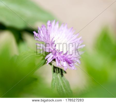 purple flower in nature . Beautiful nature in the open air