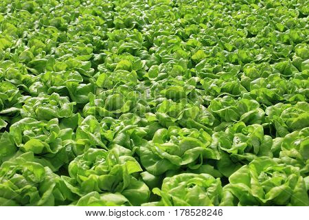 Fresh green cabbage texture background. Organic hydroponic vegetable cultivation farm