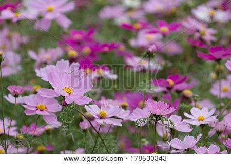 The Bloom Flowers Cosmos Bipinnatus