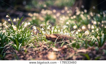 Beautiful spring flower with dreamy fantasy blurred bokeh background. Fresh outdoor nature landscape wallpaper. Leucojum vernom flower in full bloom.