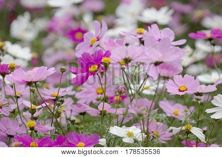 The Bloom Flowers Cosmos Bipinnatus