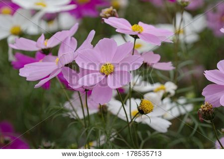 The Bloom Flowers Cosmos Bipinnatus