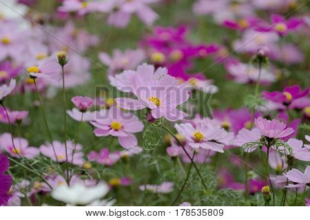 The Bloom Flowers Cosmos Bipinnatus