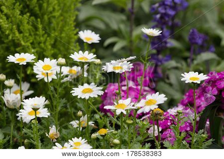 The Bloom Flowers Cosmos Bipinnatus