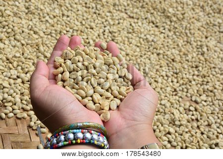 drying coffee beans (parchment coffee) in hand