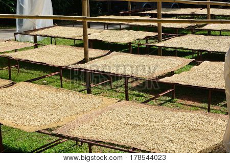 Process of drying coffee beans (parchment coffee) sun dry the beans. This is natural and the most ecological