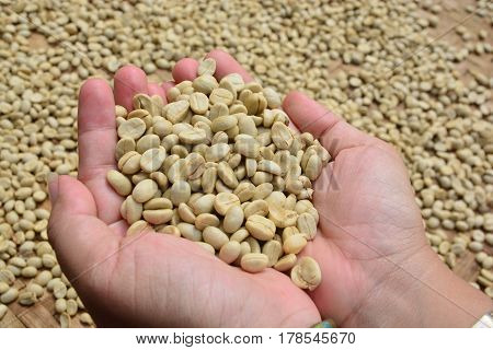 drying coffee beans (parchment coffee) in hand