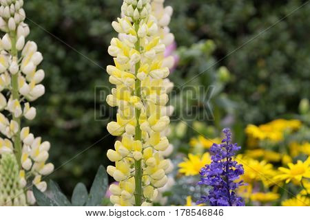 The Larkspur Flowers, Delphinium Elatum