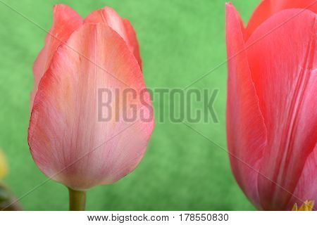 Spring Flowers Banner - Bunch Of Red Tulip Flowers On Green Background