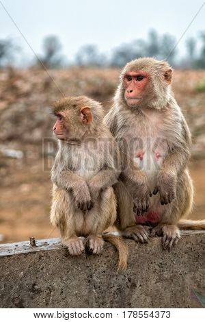 Monkey temple Galwar Bagh in Jaipur, India
