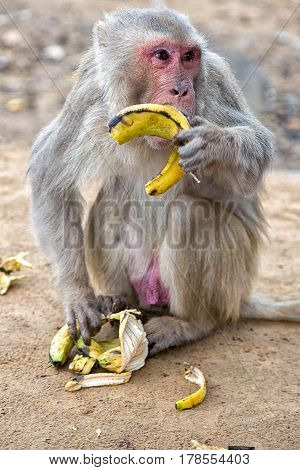Monkey temple Galwar Bagh in Jaipur, India