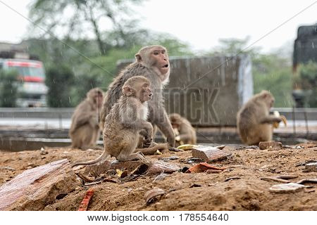 Monkey temple Galwar Bagh in Jaipur, India