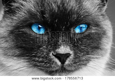 Black and white cat with blue eyes