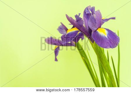 Spring Flower Frame Made From Iris