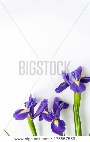 Spring Flower Frame Made From Iris