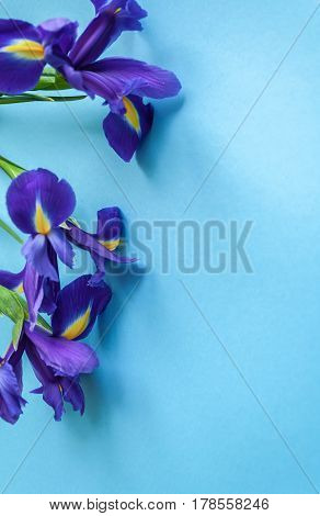 Spring Flower Frame Made From Iris. Flat Lay