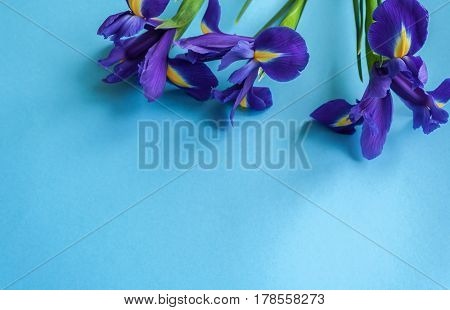 Spring Flower Frame Made From Iris. Flat Lay