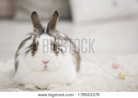 Easter little bunny sitting on lambskin indoors.