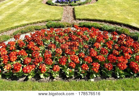 Polyanthus red Pacific Giants in a flowerbed