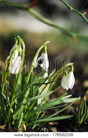 The earliest spring flowers. Snowdrops. Sweethearted nature.