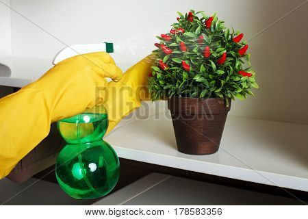 Female hands water the flowers with spray