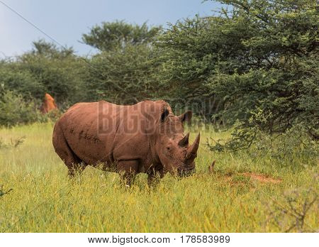 White Rhino, Waterberg Plateau National Park, Namibia