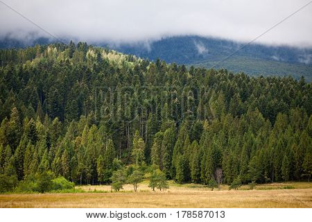 Coniferous Dense Forest In The Carpathians