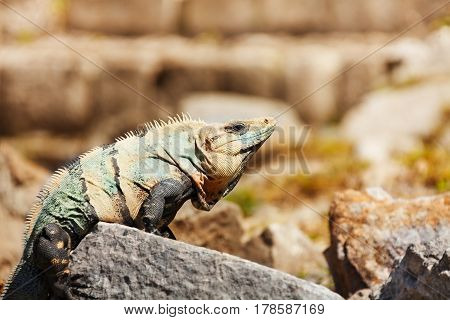 Varanus or monitor sunbathing in natural habitat, Chichen Itza, Mexico