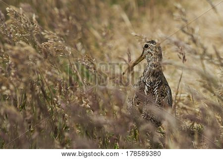 Magellanic Snipe (Gallinago paraguaiae magellanica) partially hidden in a grassy meadow on Sealion Island in the Falkland Islands.
