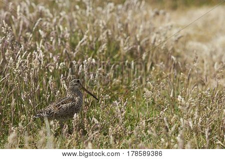 Magellanic Snipe (Gallinago paraguaiae magellanica) partially hidden in a grassy meadow on Sealion Island in the Falkland Islands.