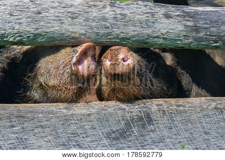 Berkshire pigs in a North American farm setting.  These pigs are a very old heritage breed from Britian.