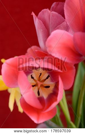 Spring Flowers Banner - Bunch Of Red Tulip Flowers On Red Background
