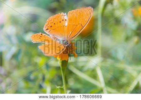 Soft focus Butterfly on flower. Butterfly on the green leaf. Abstract beautiful light from sunshine.