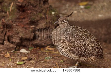Elegant Crested Tinamou Called Eudromia Elegans