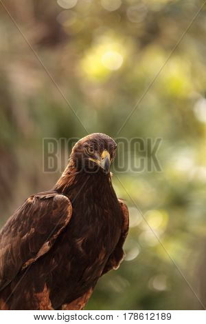 Golden Eagle Aquila Chrysaetos