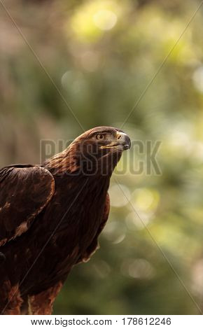 Golden Eagle Aquila Chrysaetos