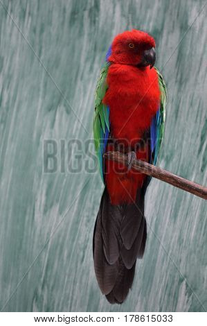 Maroon Shining Parrot