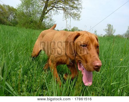 Vizsla ungherese, ungherese puntatore