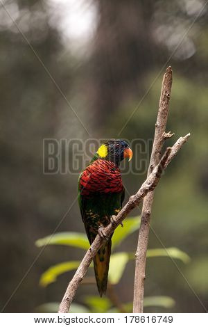Rainbow Lorikeet Called Trichoglossus Moluccanus