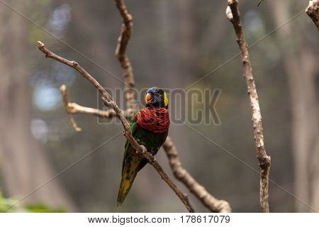 Rainbow Lorikeet Called Trichoglossus Moluccanus