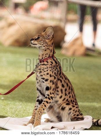 Playful Serval Cat Leptailurus Serval