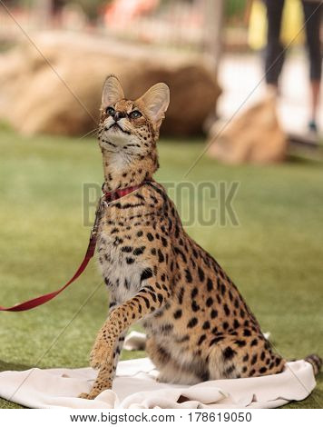 Playful Serval Cat Leptailurus Serval